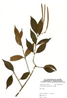 藏品(芒毛苣苔)的圖片